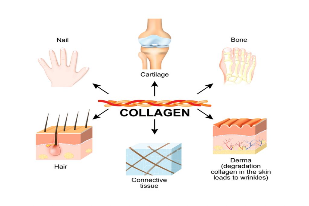 Jak Kolagen wpływa na skórę i jakie są jego korzyści?